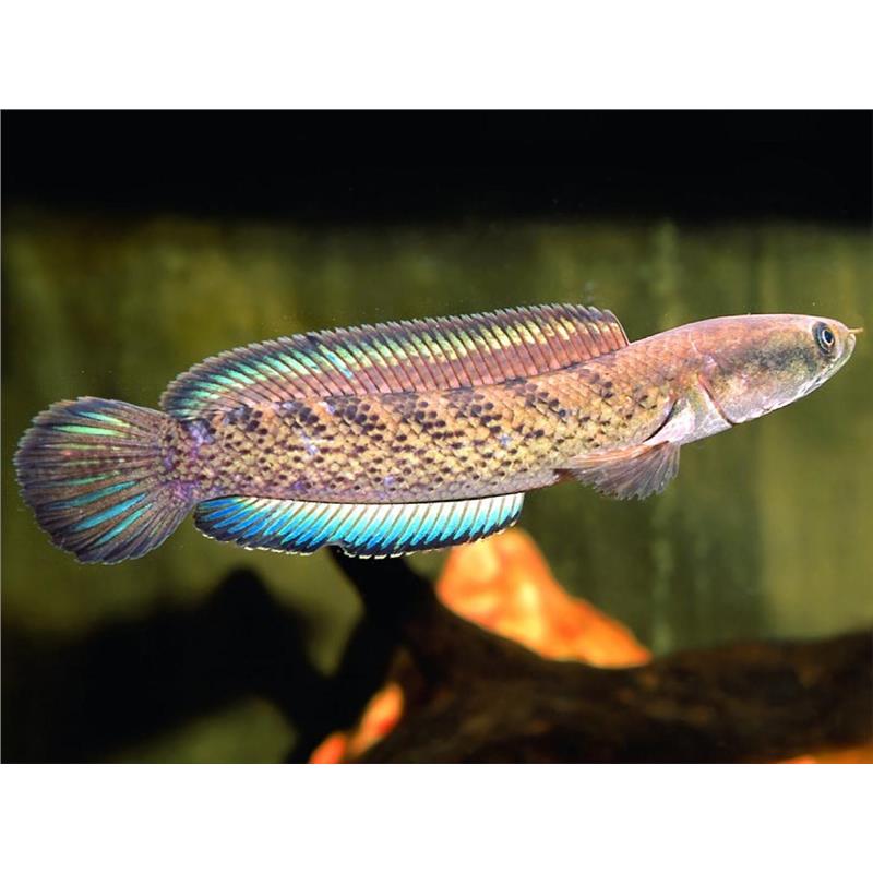 Channa punctata - imagine 3